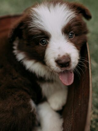 🚨 New Puppy Owners Panic Over These 6 Shocking Puppy Behaviors