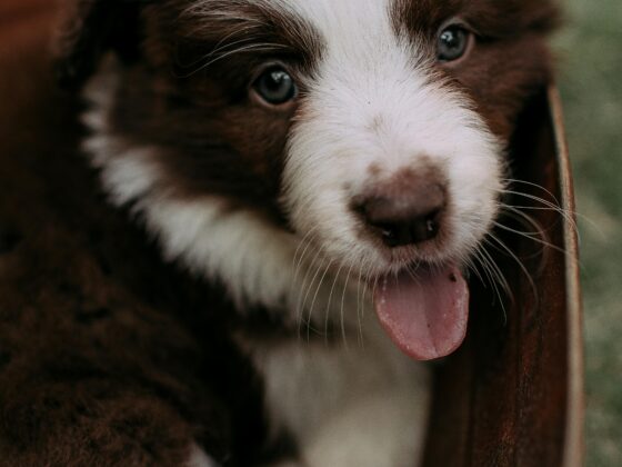 🚨 New Puppy Owners Panic Over These 6 Shocking Puppy Behaviors