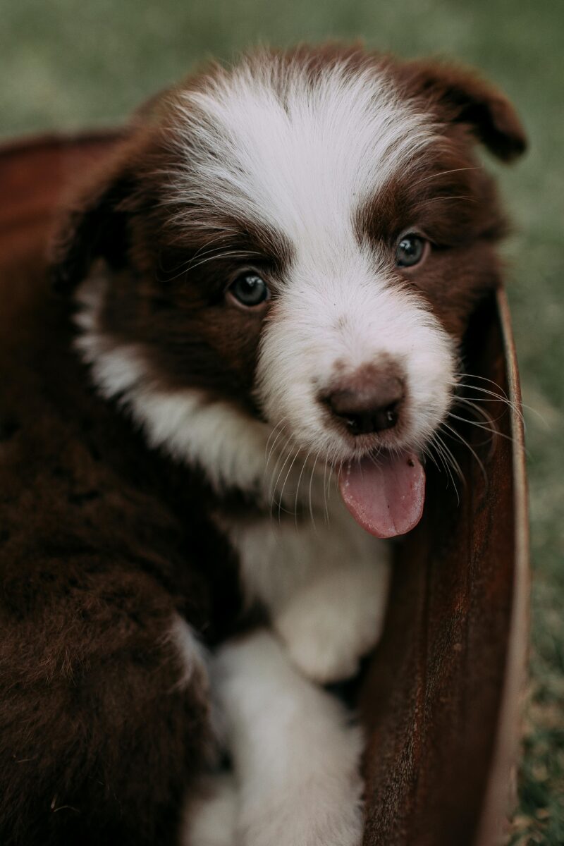 🚨 New Puppy Owners Panic Over These 6 Shocking Puppy Behaviors