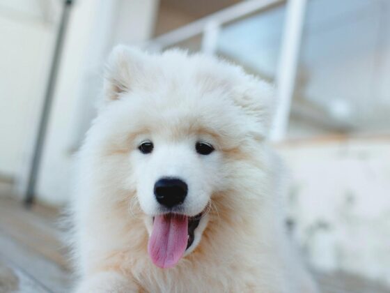 🐶 Best Training Treats for Puppies (Quick Guide)