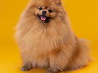 👉 Best Toys for Puppies That Bite Everything (2026 Guide)