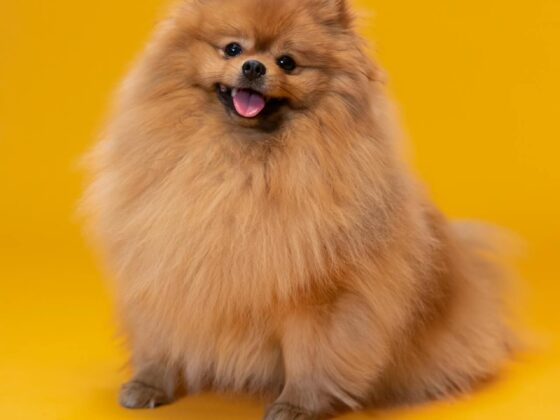 👉 Best Toys for Puppies That Bite Everything (2026 Guide)