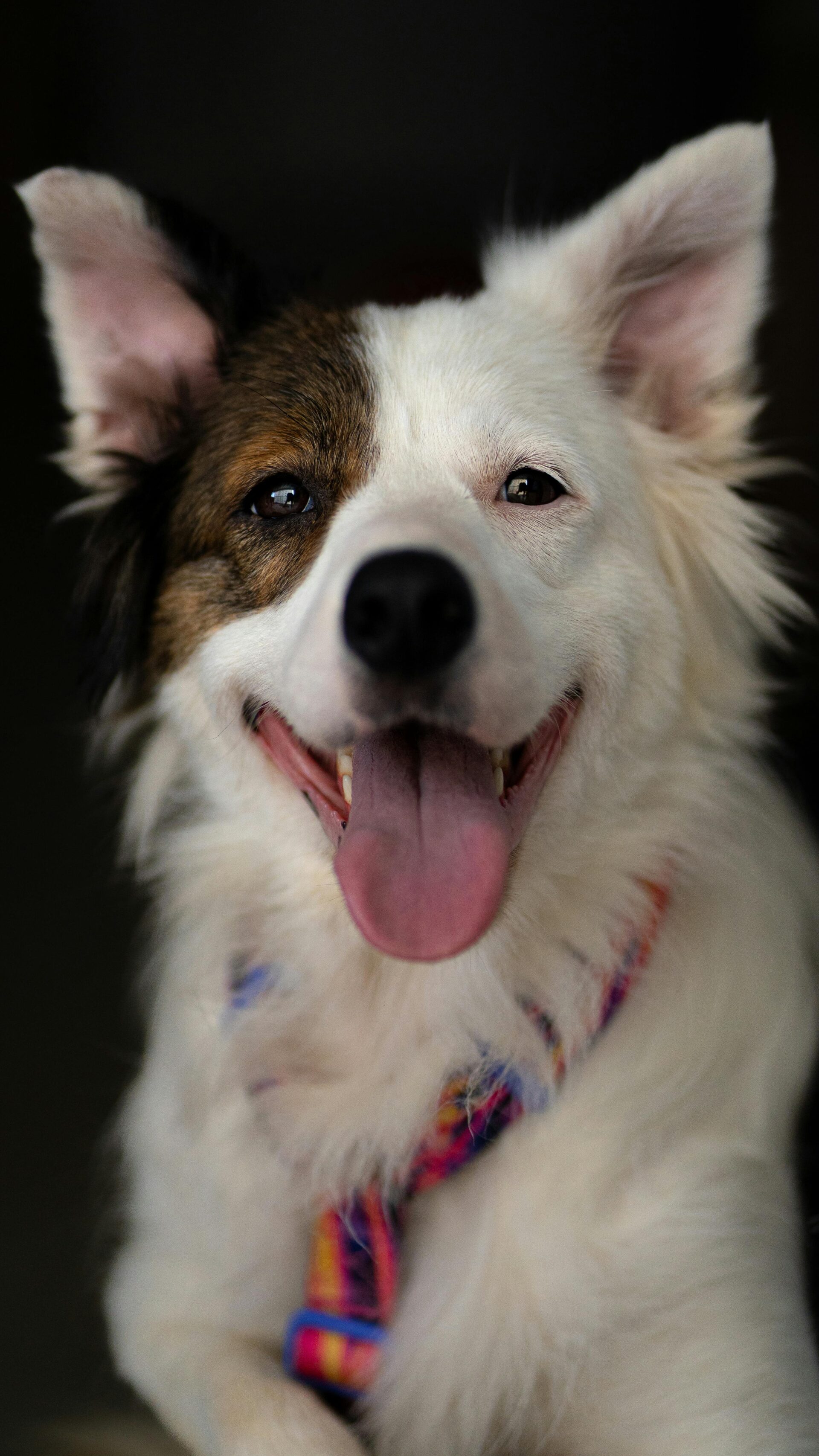 dog happiness tips daily care and bonding with owner