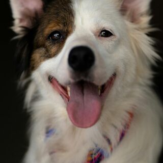 7 Simple Ways to Make Your Dog Happier Every Day