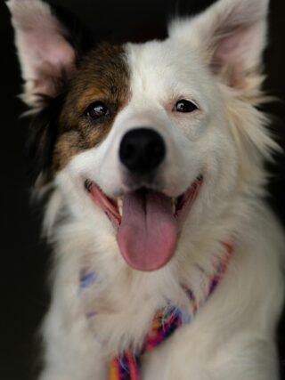 7 Simple Ways to Make Your Dog Happier Every Day