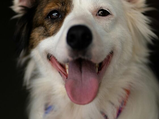 7 Simple Ways to Make Your Dog Happier Every Day