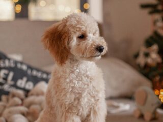 Best Puppy Training Pads for Easy Potty Training