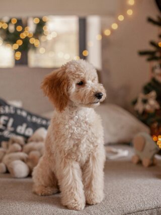 Best Puppy Training Pads for Easy Potty Training