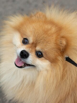 🐶 Puppy Behavior That Looks Scary but Is Actually Completely Normal