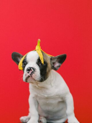 🐶 7 Weird Things Puppies Do That Leave Owners Shocked (But Laughing)