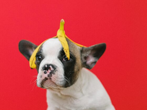 🐶 7 Weird Things Puppies Do That Leave Owners Shocked (But Laughing)