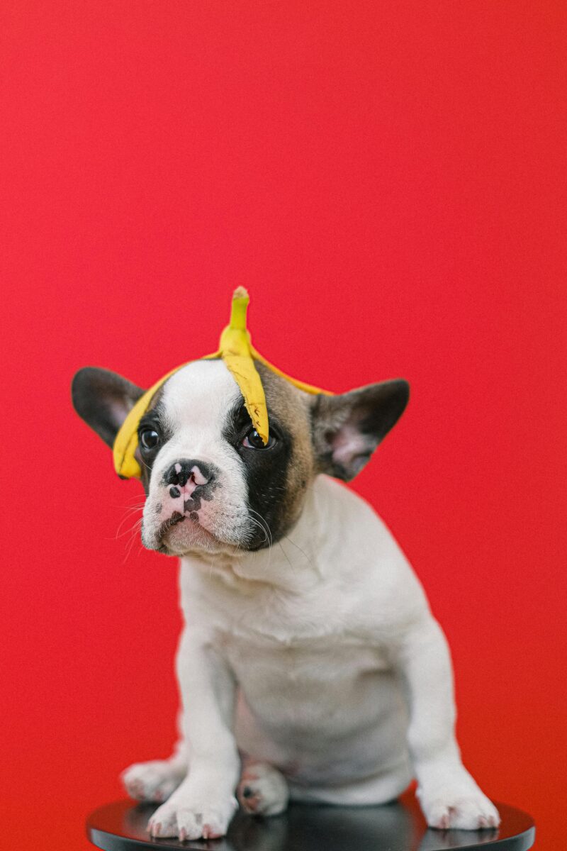 Clean pet hair for Good!