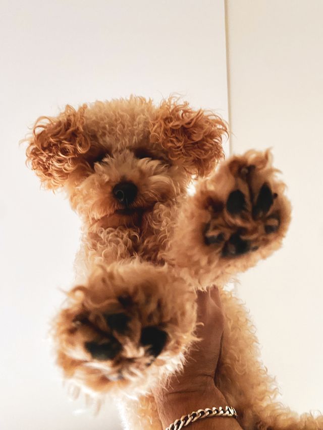 Puppy walking outdoors on a safe surface