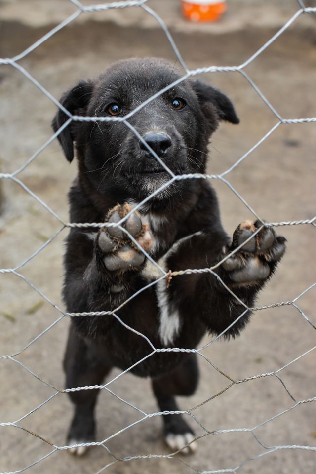 Puppy having its paws gently cleaned after a walk