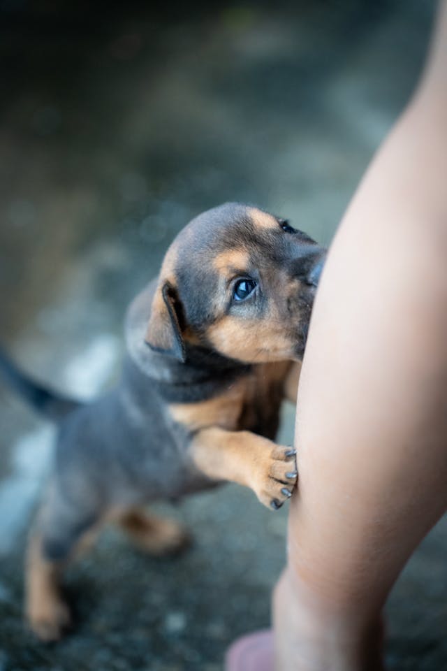 A small puppy is bitting a lady´s leg.