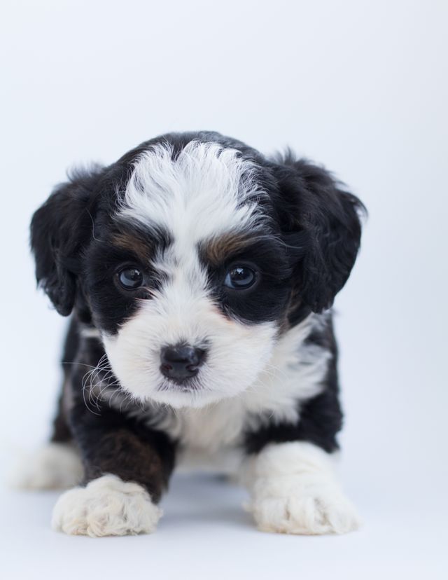 Young puppy learning to use a potty pad