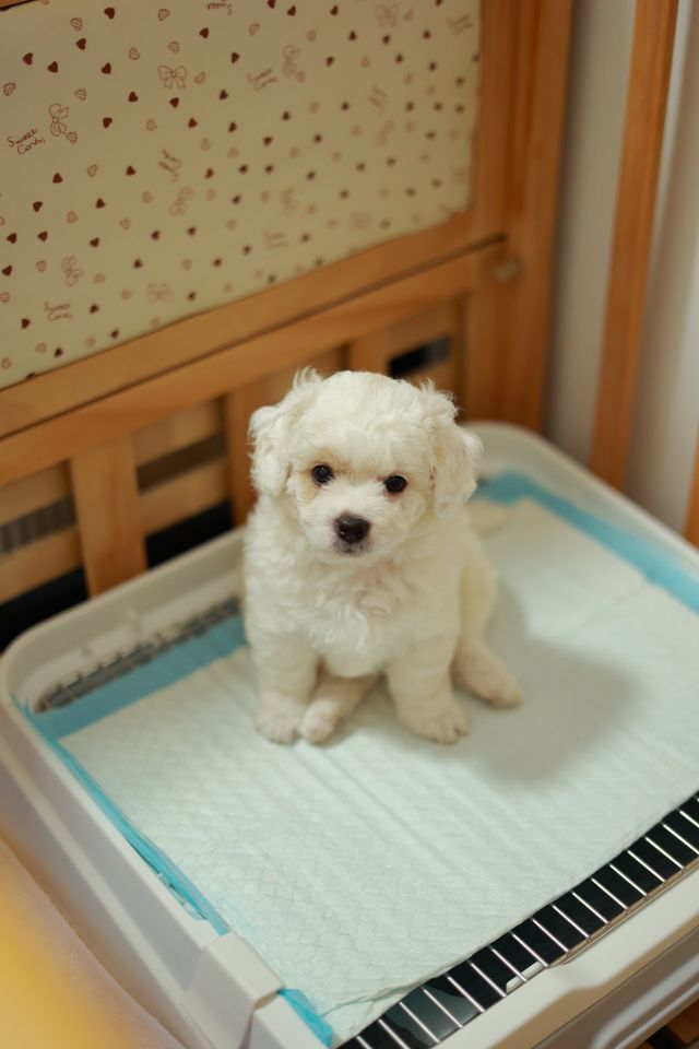 Puppy potty training with an indoor training pad