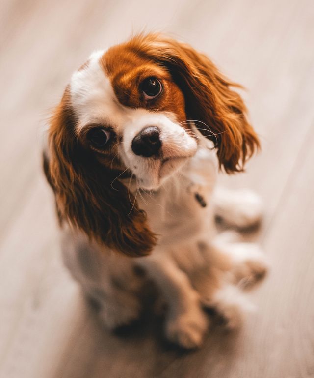 Puppy training pad for indoor potty training