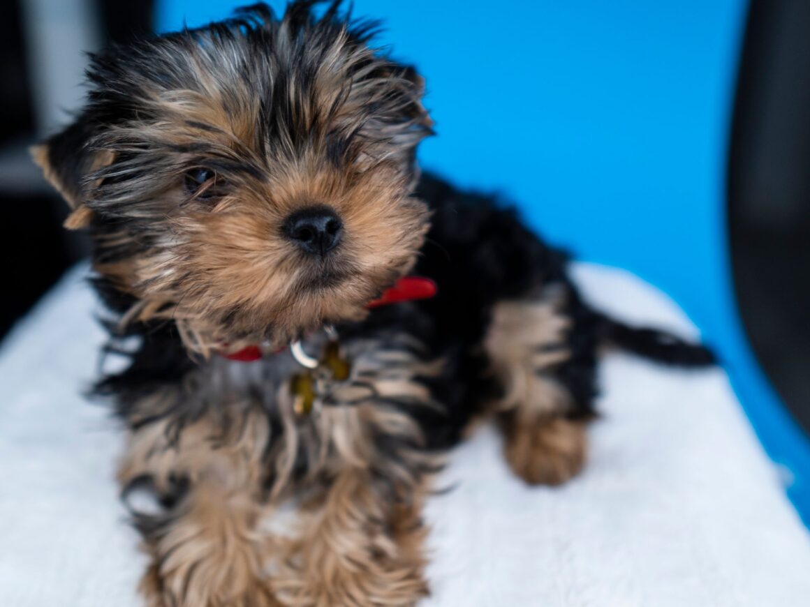 Puppy Training Pads: How to Use Them for Potty Training