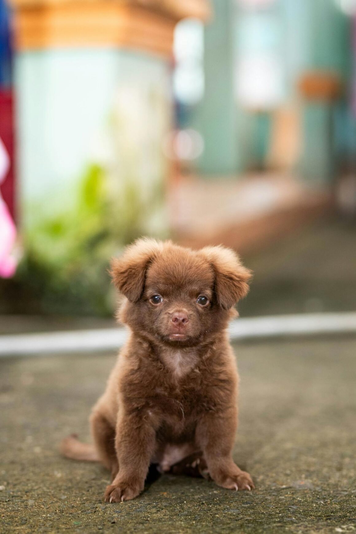 Best Dog Food for Puppies – What to Feed a Puppy for Healthy Growth