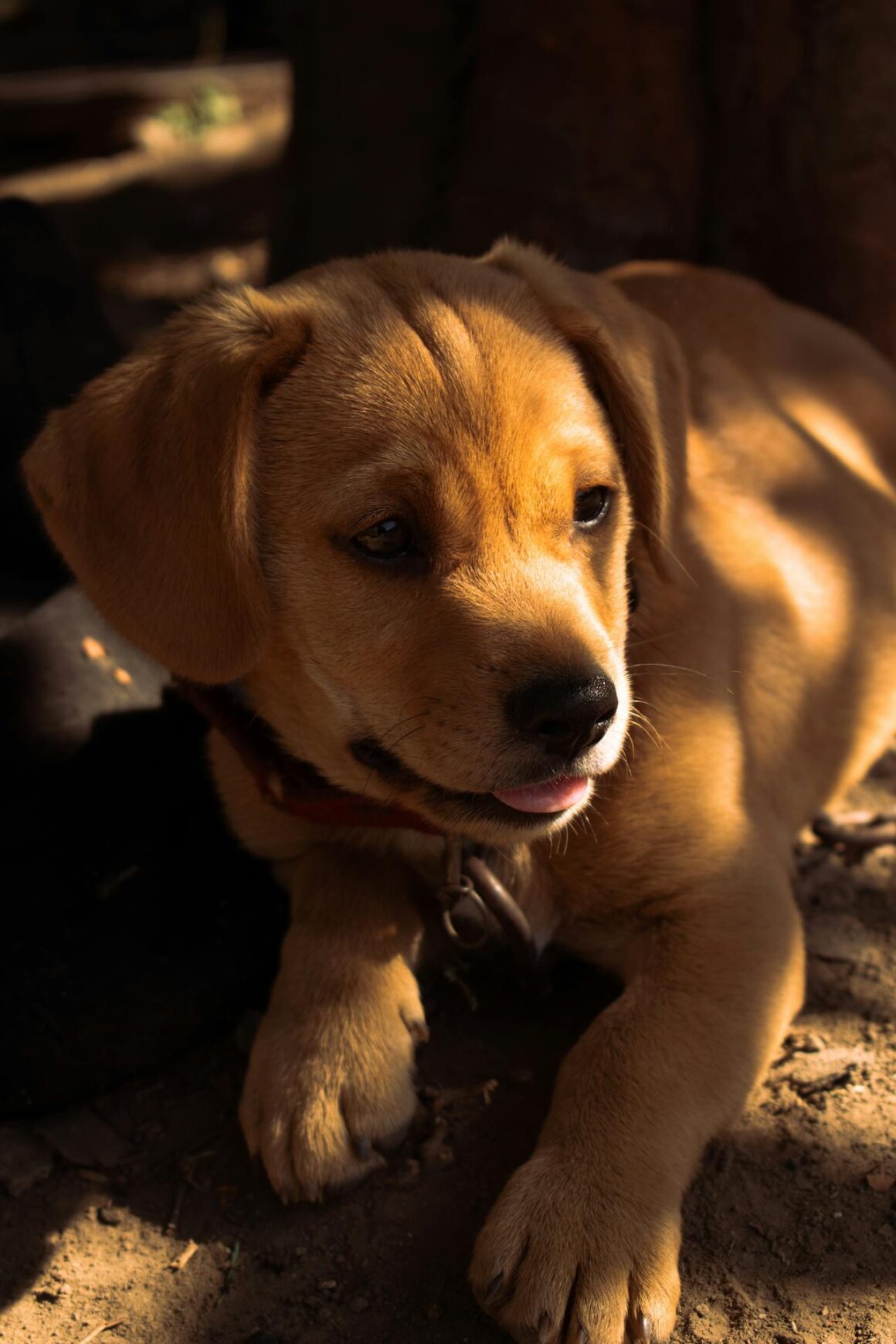 Why does my Lab behave badly at the front door?