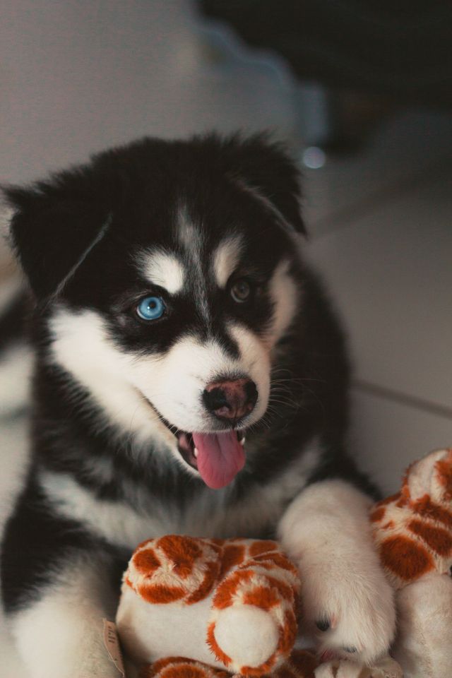 Puppy Sibirski Husky and toy.