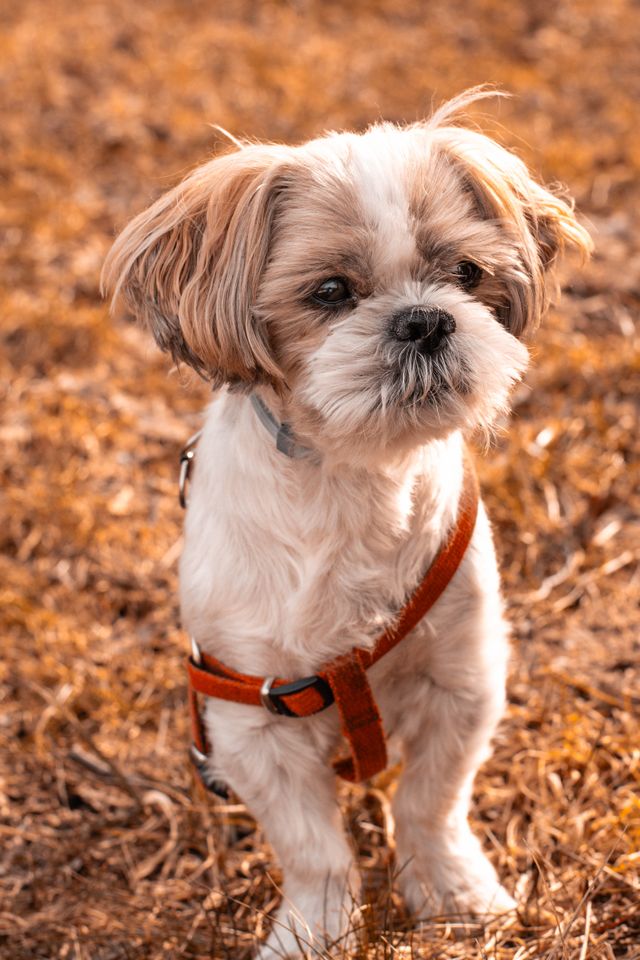 Young puppy practicing leash training with its owner