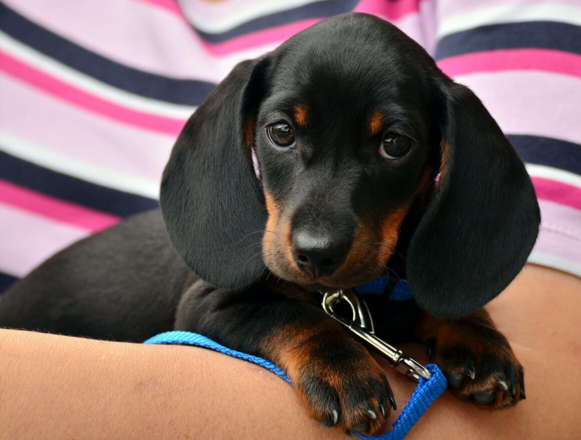 First Time Leash Training for Puppies: A Simple Beginner Guide