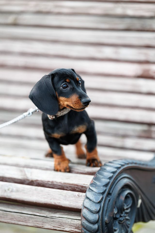 Puppy wearing a leash during its first training session