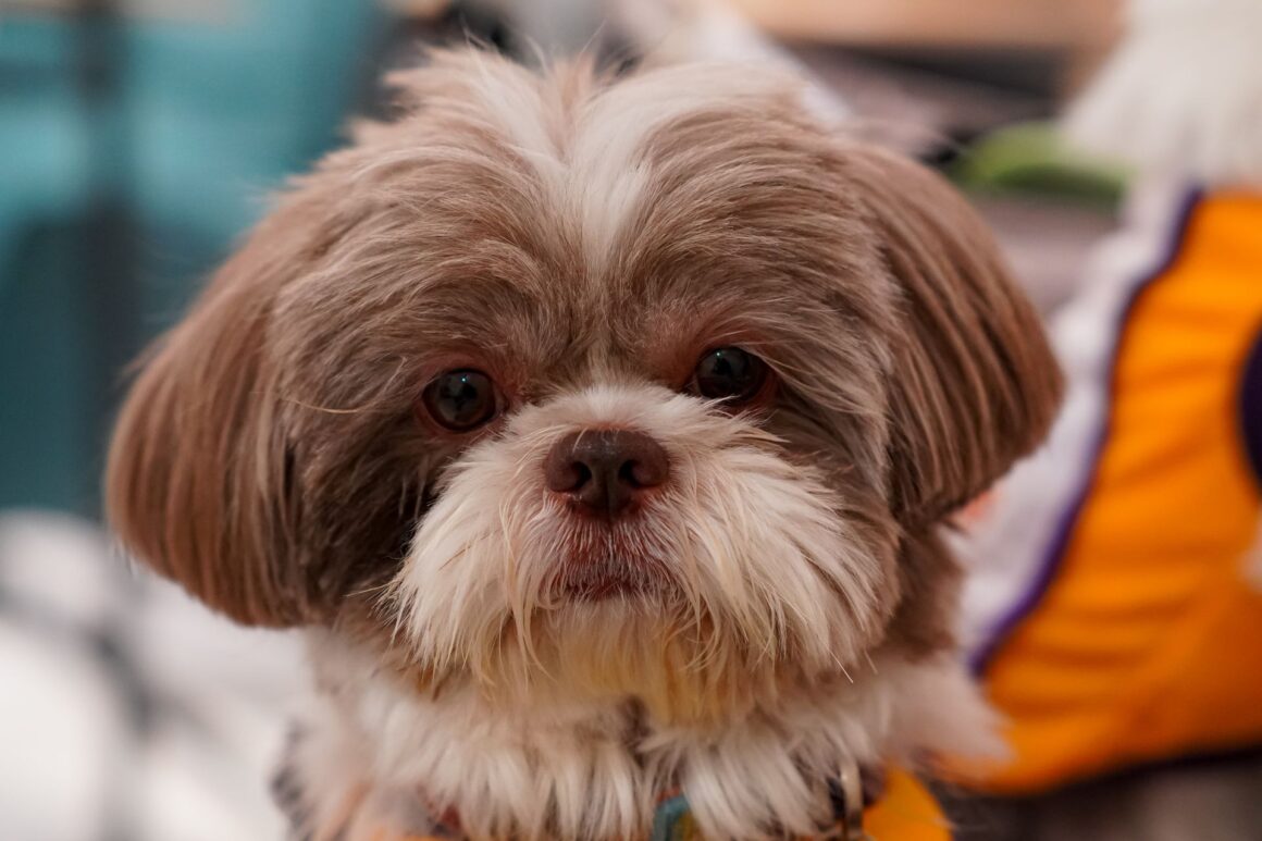 How to Safely Trim the Hair Around Your Dog’s Eyes