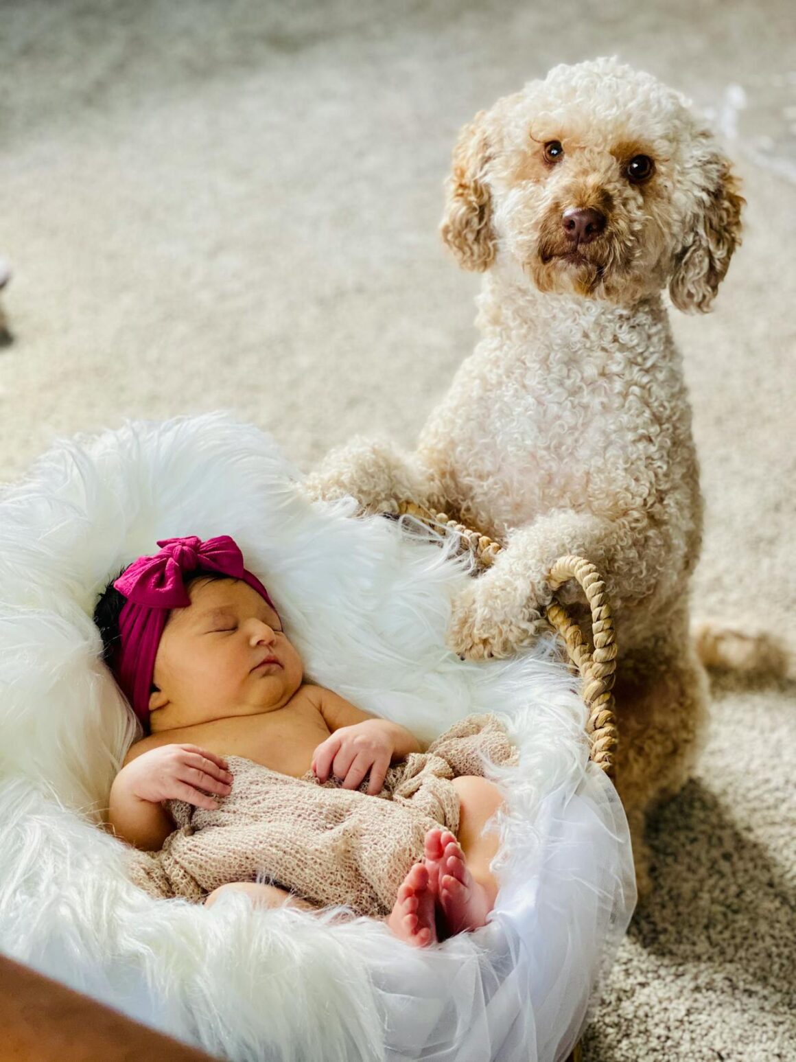 How to Raise a Dog That Is Safe Around Children