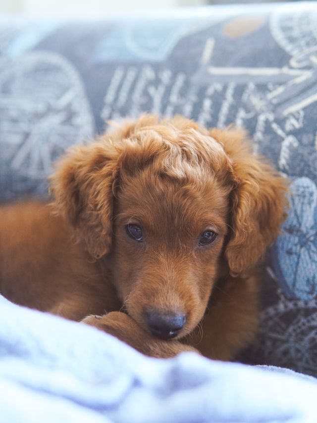 new puppy exploring its home on the first morning
