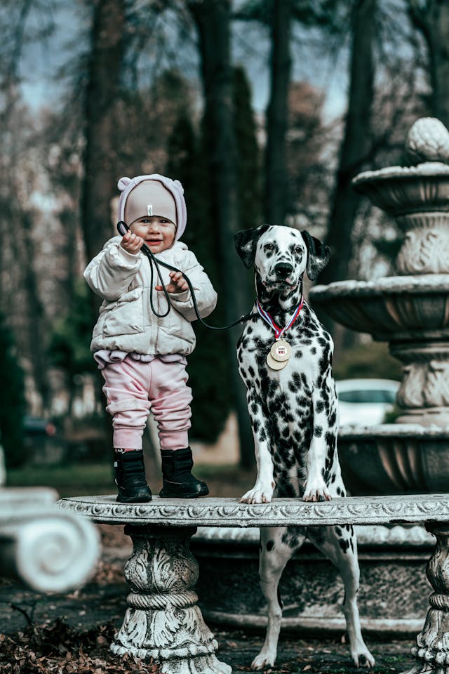 The child has a large dog on a leash.