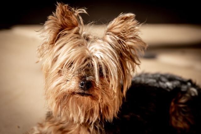 Close-up of safe grooming around a dog's eyes using pet grooming scissors.