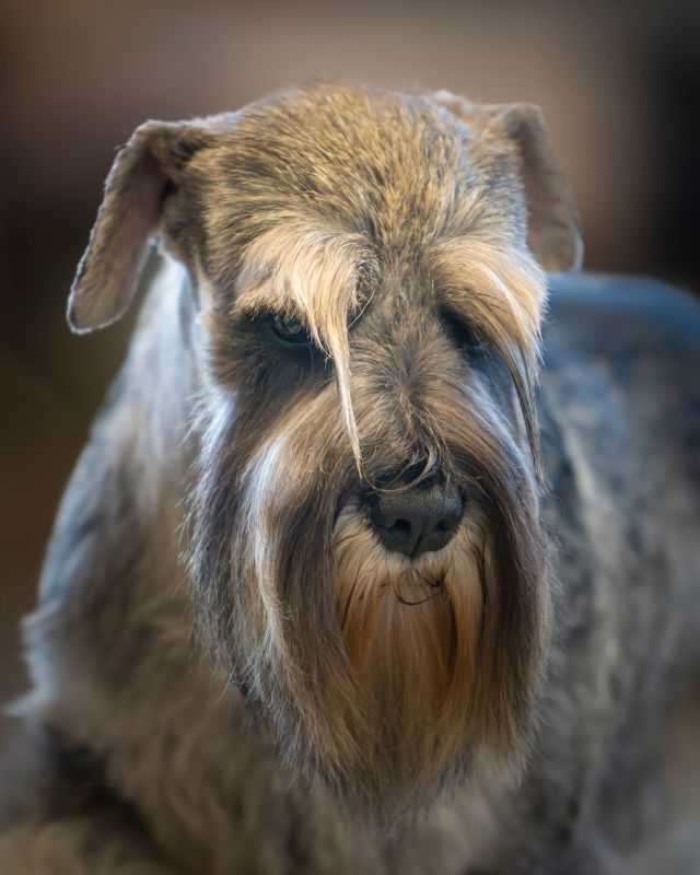 Long-haired dog with neatly trimmed facial hair and clear eyes.