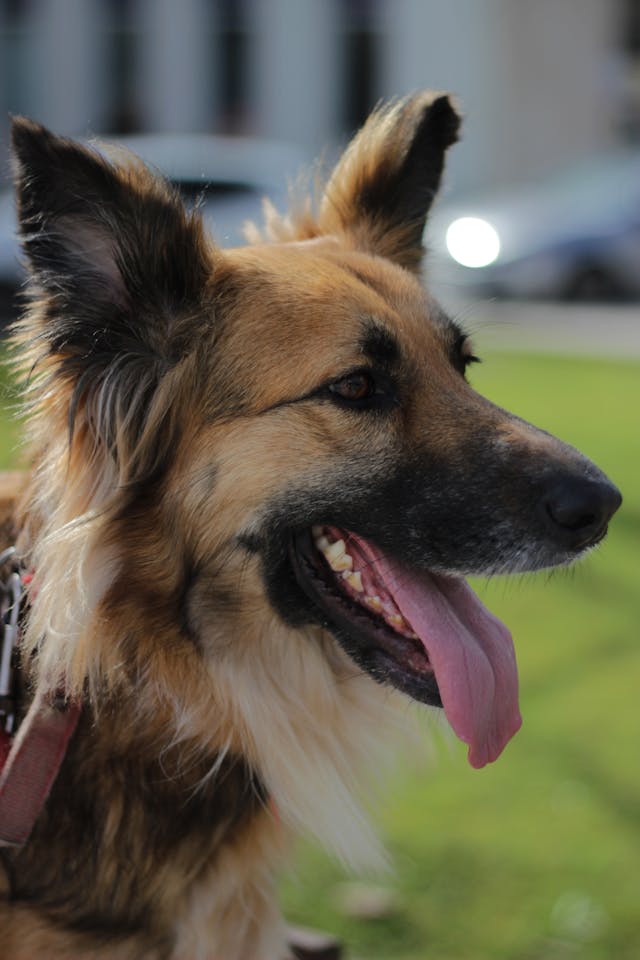 How to Brush Your Dog’s Teeth Without Stress