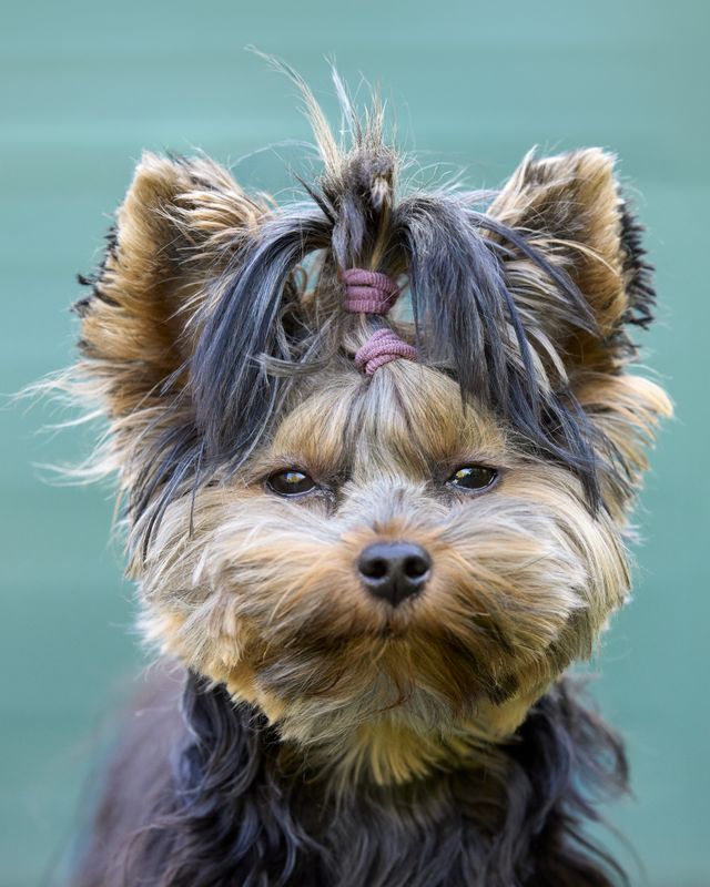 A fluffy Yorkshire terrier needs to have the hair around his eyes trimmed.