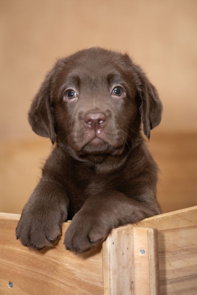 young puppy playing with a soft toy at home