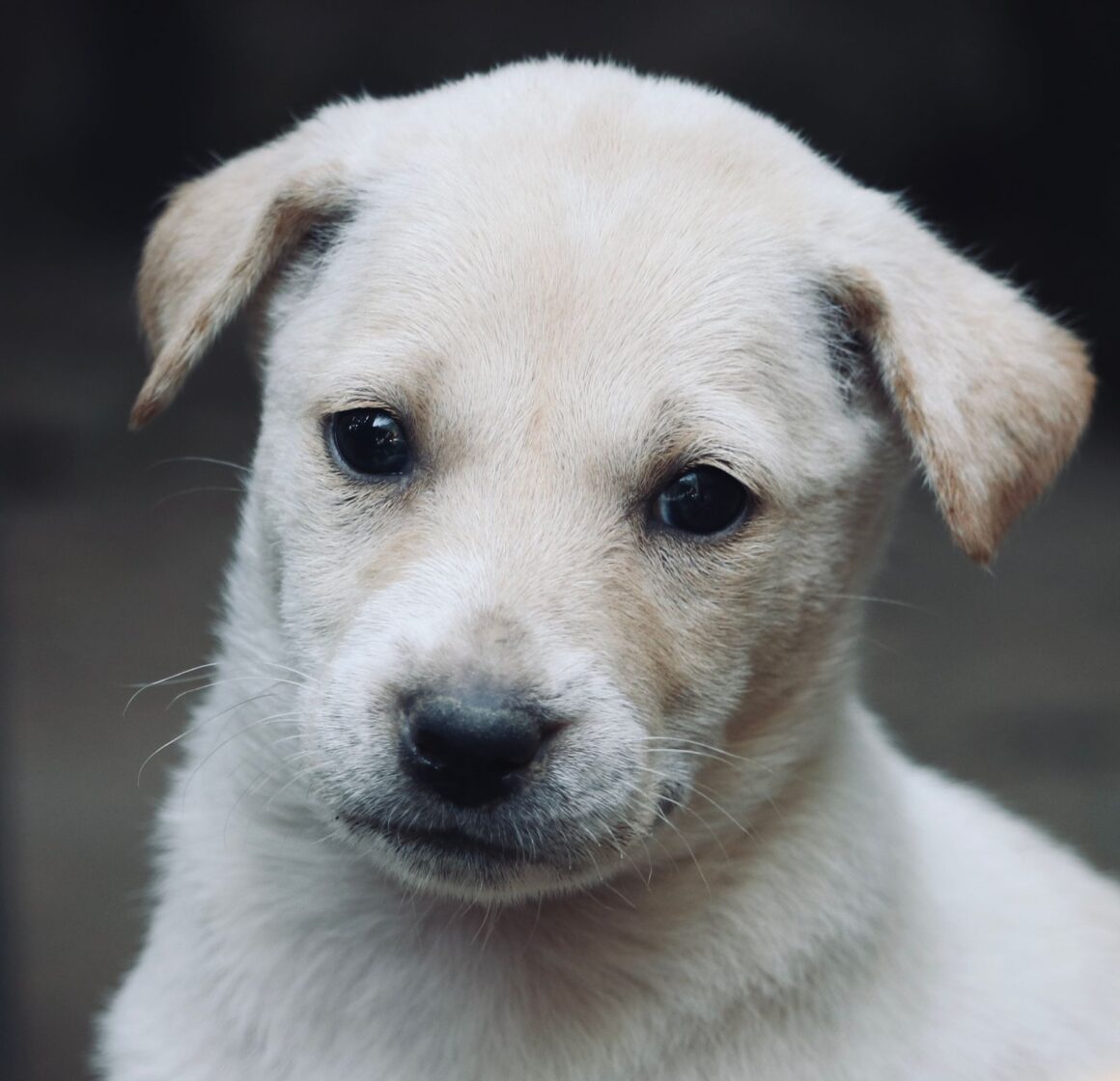First Morning With a New Puppy: What to Do Step by Step