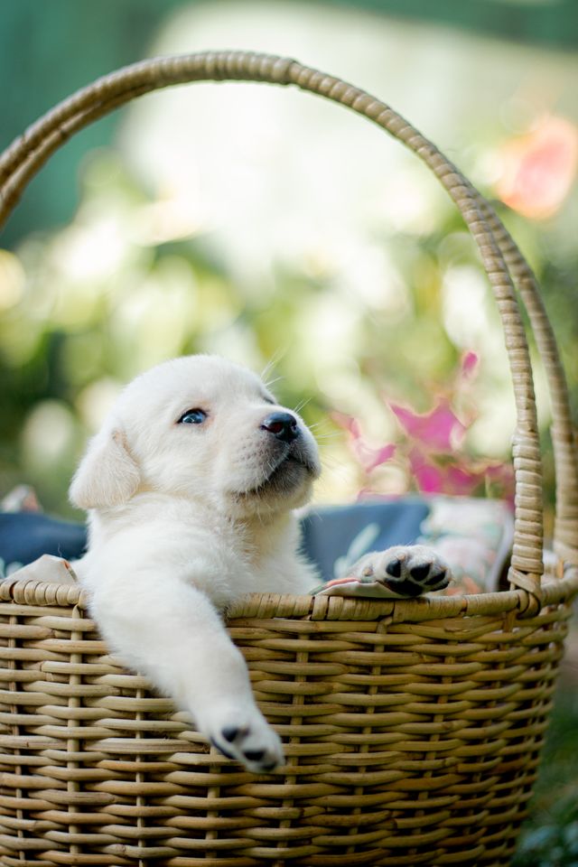 first morning with a new puppy