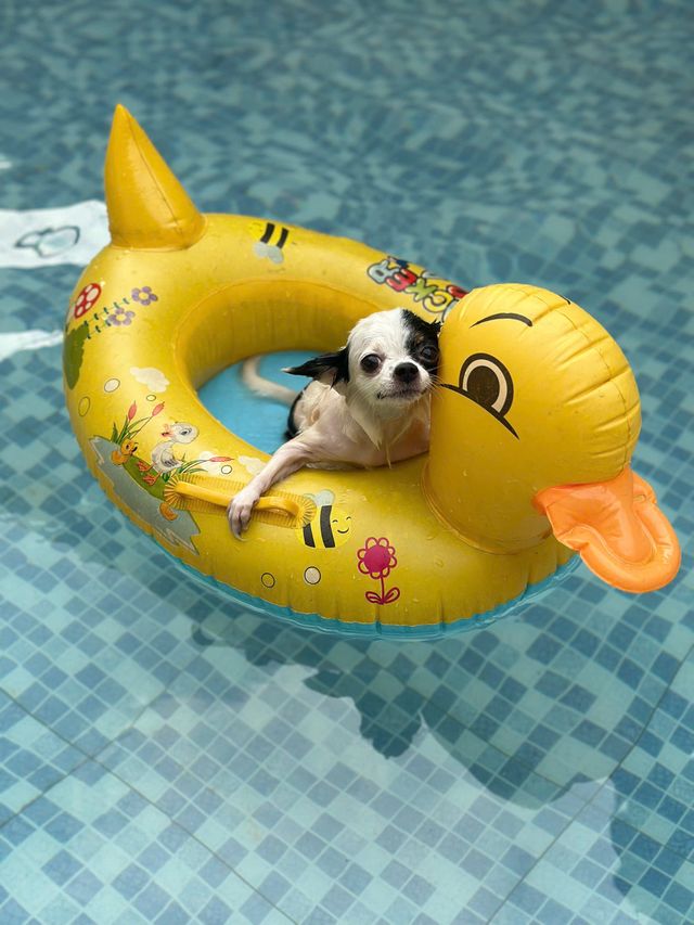 An adorable chihuahuarelaxes on the water in the summer.