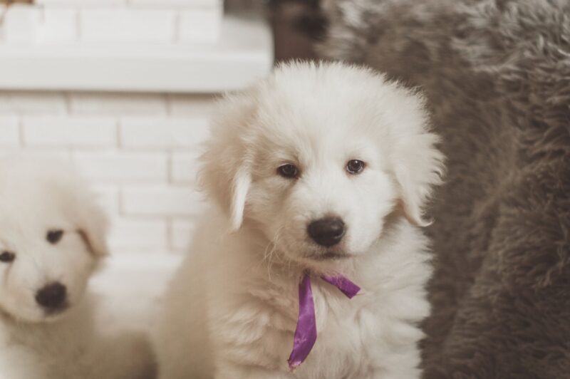 Big white puppy with his sibling.