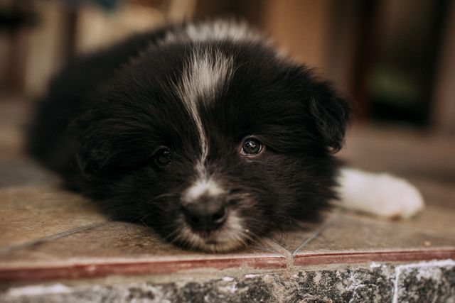 3 to 6 month old puppy playing and learning during an important growth stage