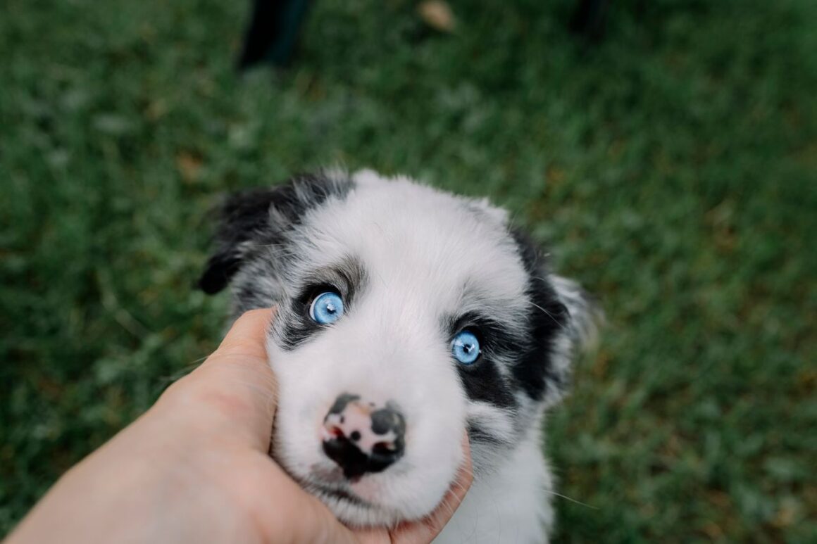 Puppy Development: 8 to 12 Weeks – Bringing Your Puppy Home and Building Good Habits