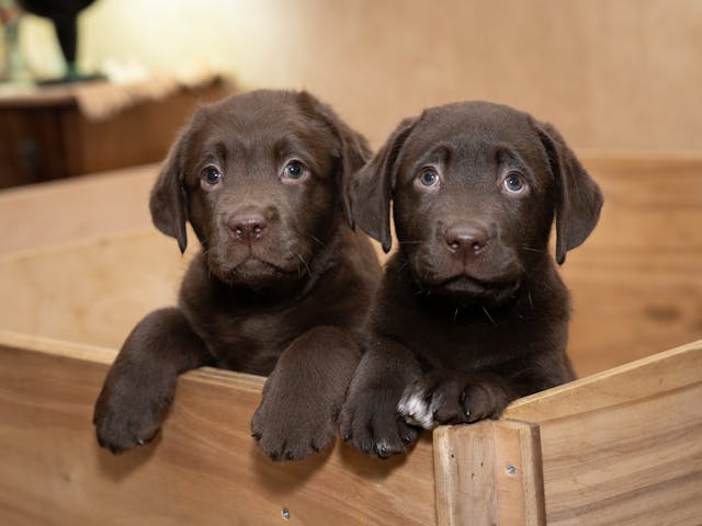 Brown puppies labrador