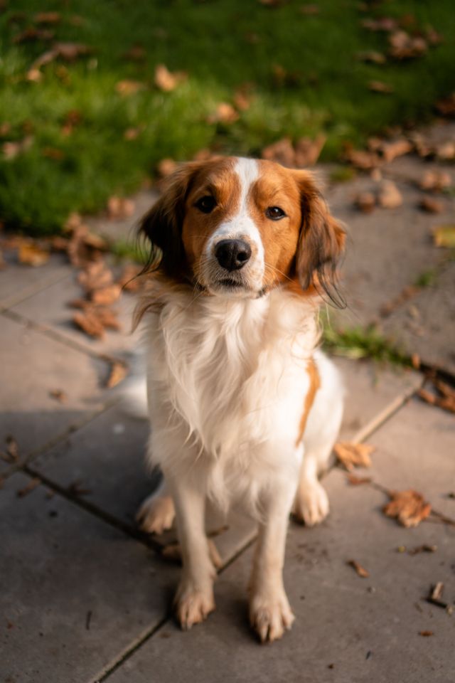 Brown-white dog on the sidewalk in the summer.