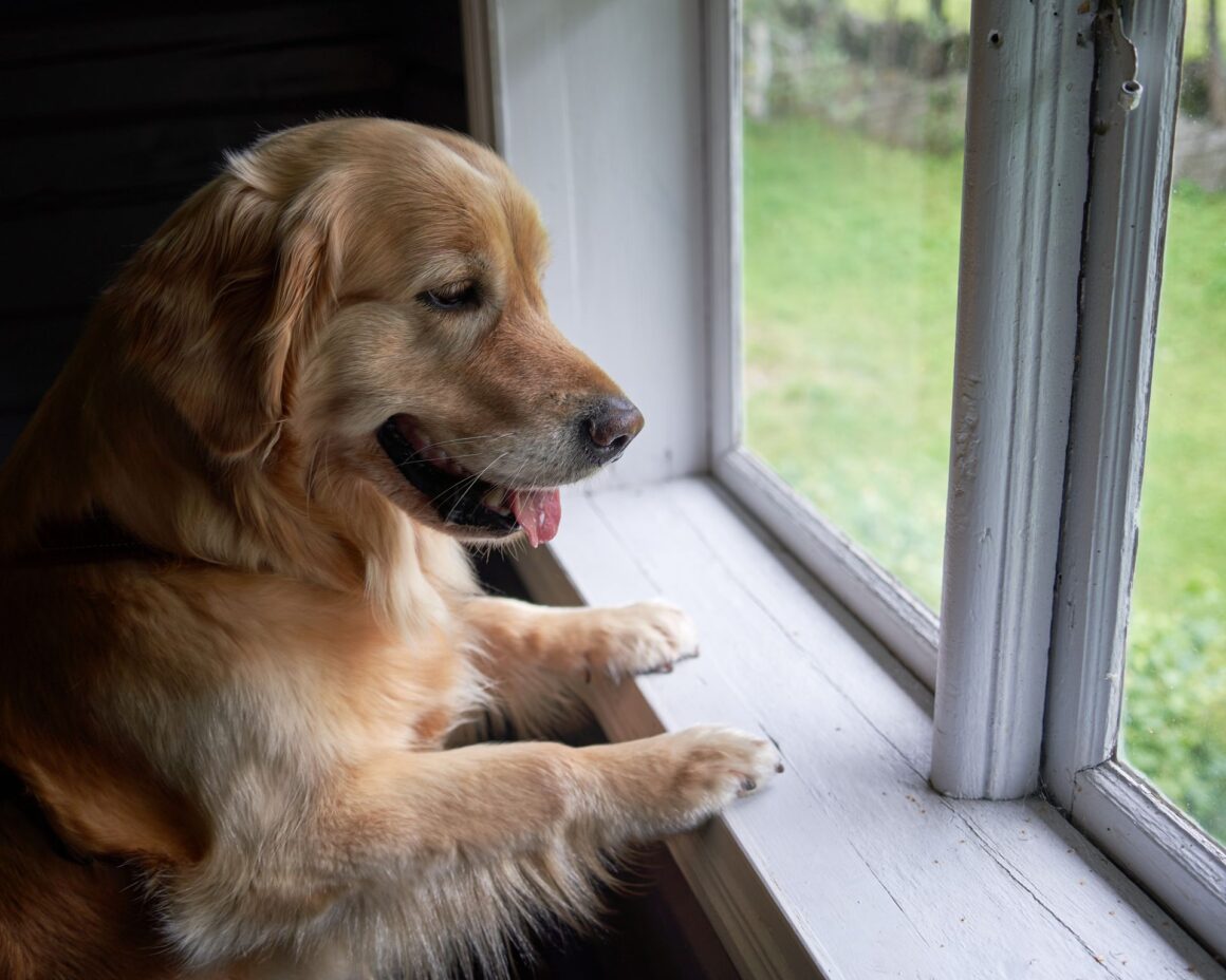 15 Things Your Dog Needs When Left at Home Alone