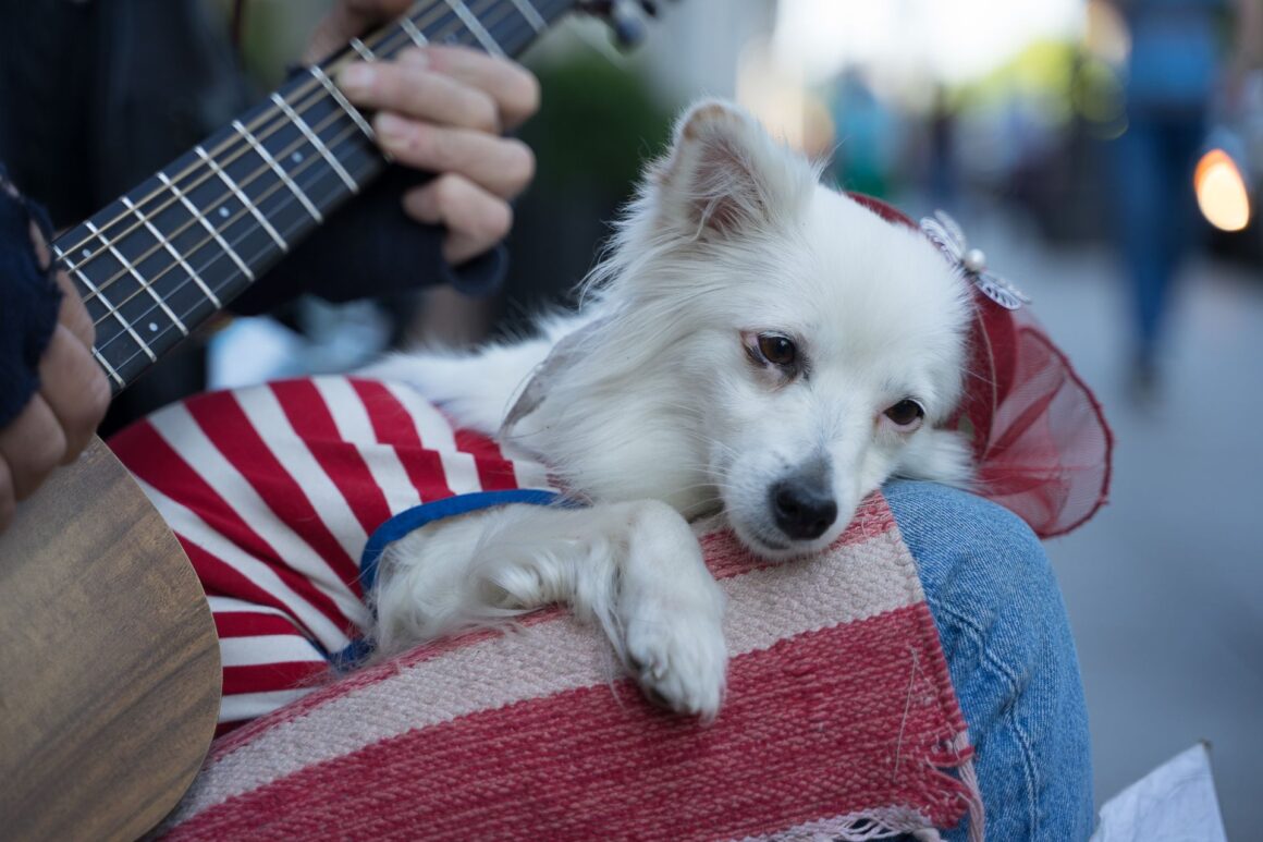 How Does Music Affect Your Dog’s Mood?