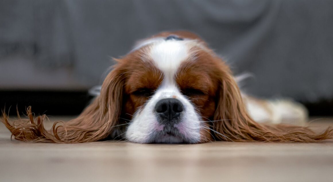 Summer Heat Safety for Dogs: 8 Simple Ways to Keep Your Dog Safe