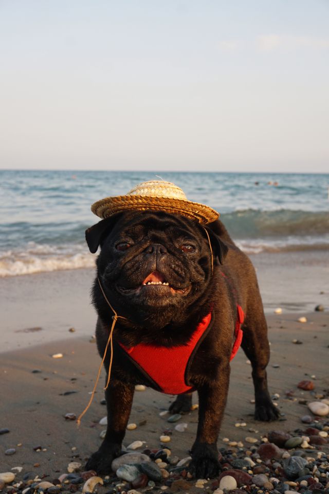Dog on a beach trip.